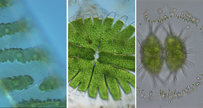  Chlorophyta